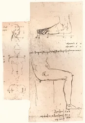 Two drawings illustrating the theory of the proportions of the human figure