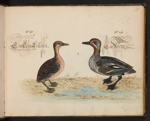 An exact natural description and Delineation of the Water-Fowls, Fishes, Fourfooted Beasts, Insect, and Worms, which are found in the waters at Strassburg