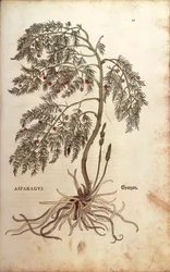 Asparagus (Asparagus officinalis) by Leonhart Fuchs from De historia stirpium commentarii insignes (Notable Commentaries on the History of Plants)