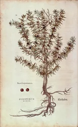 Common Juniper - Juniperus communis (Juniperus minor) by Leonhart Fuchs from De historia stirpium commentarii insignes (Notable Commentaries on the History of Plants)