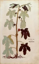 Common fig - Ficus carica (Ficus sativa) from De historia stirpium commentarii insignes (Notable Commentaries on the History of Plants), coloured engraving