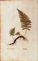 Fern, Common Polypody by Leonhart Fuchs from De historia stirpium commentarii insignes