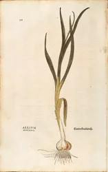 Garlic (Allium sativum)