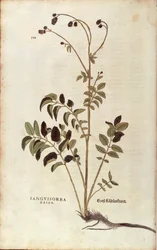 Great Burnet (Sanguisorba officinalis)
