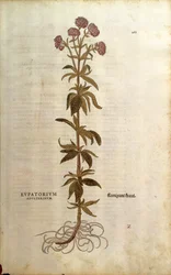 Hemp-agrimony (Eupatorium cannabinum) from Notable Commentaries on the History of Plants