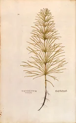 Horsetail - Equisetum arvense (Equisetum longius) from De historia stirpium commentarii insignes (Notable Commentaries on the History of Plants), coloured engraving