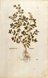 Marjoram (Origanum majorana) from Notable Commentaries on the History of Plants