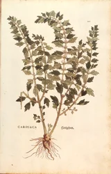 Motherwort (Leonurus cardiaca) by Leonhart Fuchs from De historia stirpium commentarii insignes (Notable Commentaries on the History of Plants)
