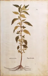 Pellitory-of-the-wall or Lichwort - Parietaria officinalis