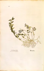 Periwinkle - Vinca minor