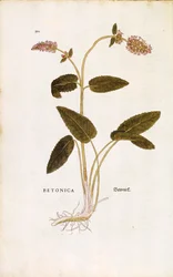 Purple Betony or Bishop