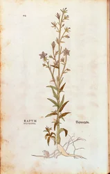 Rampion Bellflower (Campanula rapunculus) from Notable Commentaries on the History of Plants