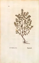 Red Eyebright (Euphrasia officinalis) by Leonhart Fuchs from De historia stirpium commentarii insignes (Notable Commentaries on the History of Plants)