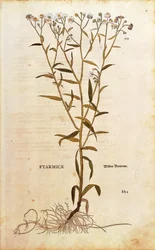 Sneezewort - Achillea ptarmica