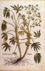 Stinking Hellebore or Dungwort - Helleborus foetidus (Helleborus niger adulterinus sylvestris) by Leonhart Fuchs from De historia stirpium commentarii insignes (Notable Commentaries on the History of Plants)