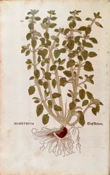 White Horehound by Leonhart Fuchs from De historia stirpium commentarii insignes