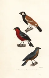 Reunion Bullfinch Species, Eurasian Bullfinch and Blue Grosbeak