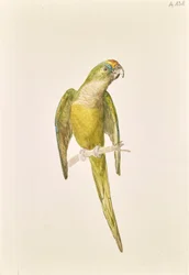 Parrot