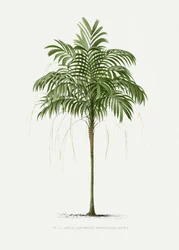 Areca Monostachya II