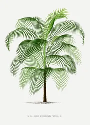 Cocos Weddeliana