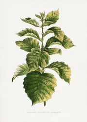 Common Hawthorn Leaf Illustration