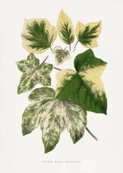 Green Leaf Illustration