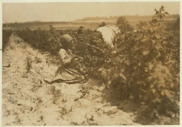 A six year old Polish girl picking berries all day with her family (Scholtz) at Rock Creek near Baltimore, Maryland, 1909