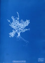 Cyanotype of British fern
