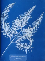 Cyanotype of a Jamaican fern, Gleichenia immensa