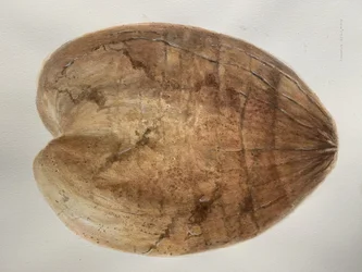 Coconut 1