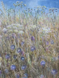 Cornflower 1