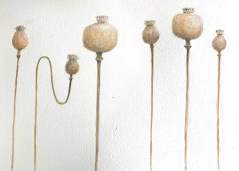 Dried Poppies