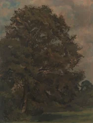 Study of an Ash Tree