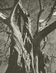 Banyan tree