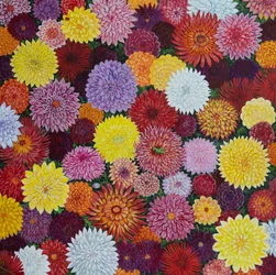 Mick’s Dahlias