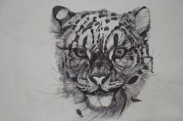 Snow Leopard