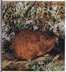Brown Lemming, a stocky rodent which lives in a honeycomb of tunnels