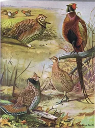 Heath Hen, Ring Necked Pheasant, Eastern Ruffed Grouse
