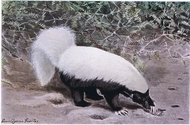 Hog Nosed Skunk, white top, black bottom, digs for food with its long claws