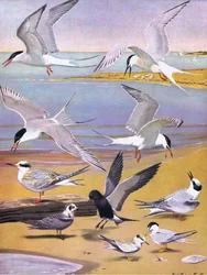 Illustration from The Natural History of American Birds of Eastern and Central North America, published by Bramhall House, c.1970