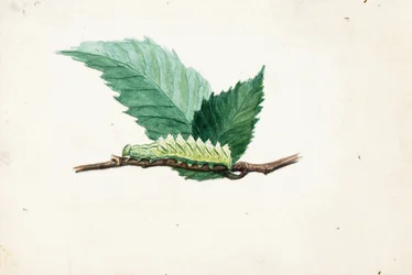 Jagged Leaf Edge Caterpillar, late 19th-early 20th century