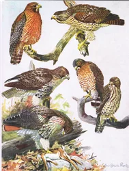 Northern Red-shouldered Hawk, Eastern Red-tailed Hawk, Broad-winged Hawk