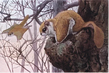 Southern Flying Squirrel Has Gliding Membranes