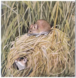 Western Harvest Mouse lives and breeds in a grassy nest