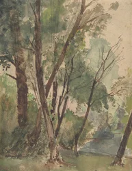 Trees Beside a Pond
