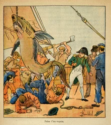 Emperor Napoleon attends the capture of a shark aboard the Northumberland