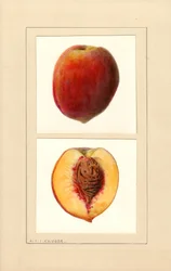 Peaches (Number 10)