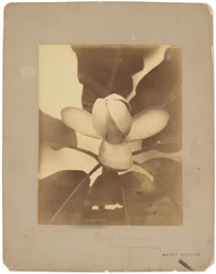 Tiffany Studios, c.1898-1920