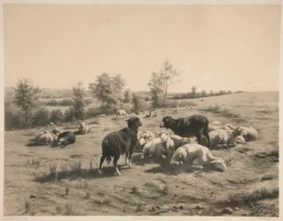 The Sheep