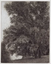 Group of Trees in Kleinheubach Castle Park